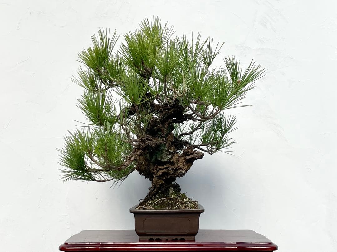 三河盆栽　錦松　ニシキマツ　盆栽　極太　古木