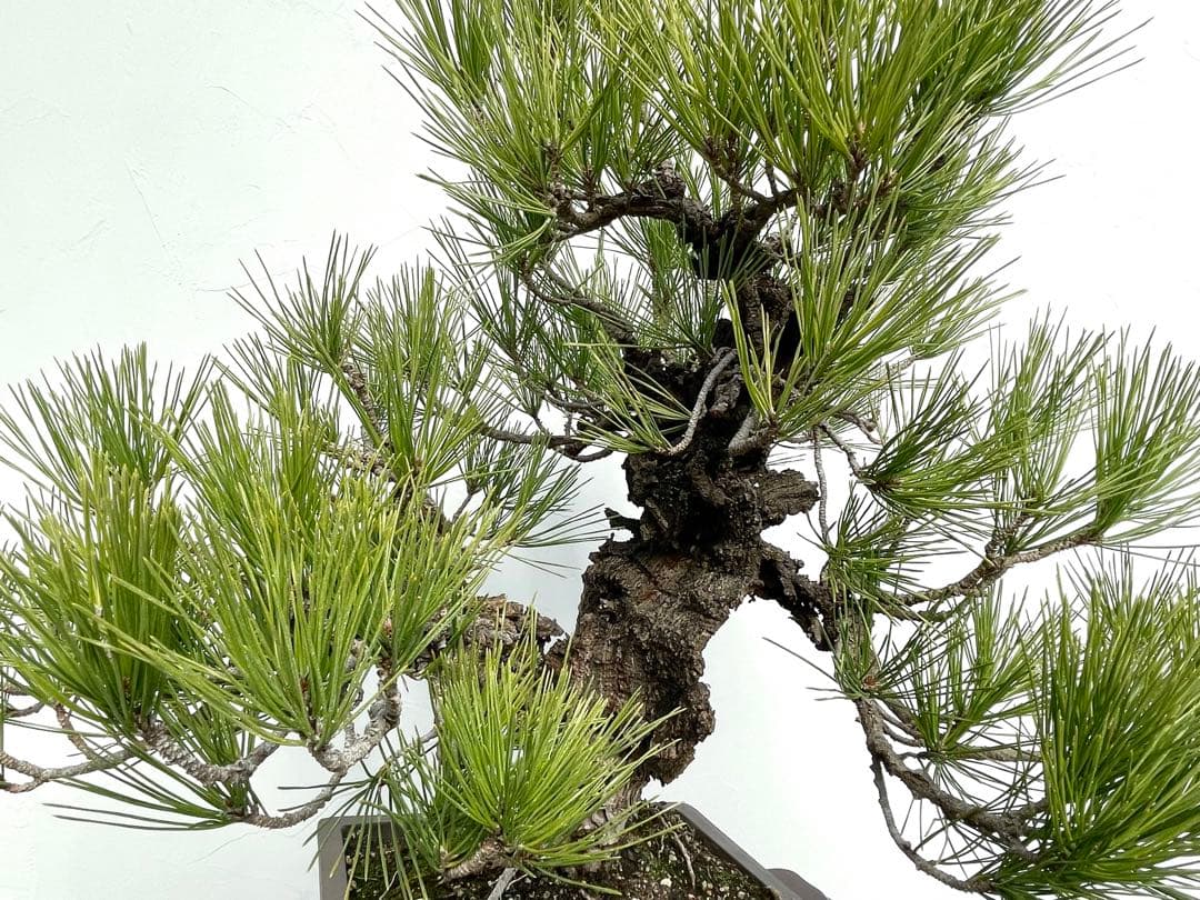 三河盆栽　錦松　ニシキマツ　盆栽　極太　古木