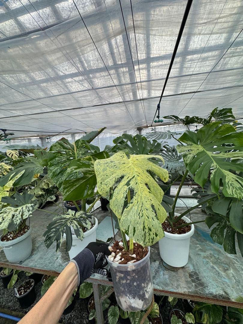 1モンステラ　デリシオーサ　ベトシオーサ　健康株