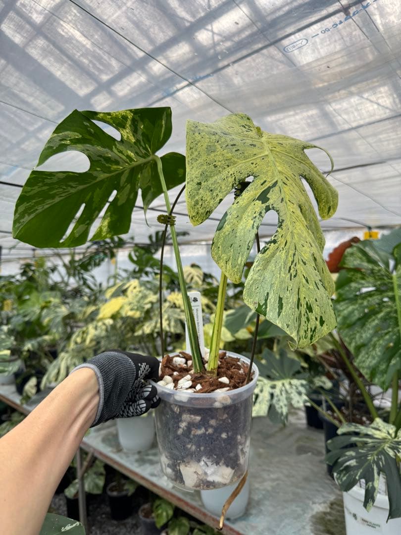 1モンステラ　デリシオーサ　ベトシオーサ　健康株