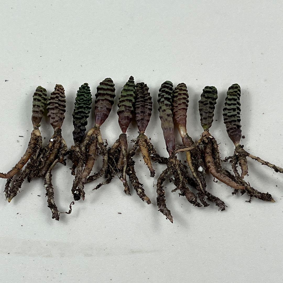 E10珍奇植物　多肉植物 つくし玉 /ブルビネ・ブルインシー 実生株 10株同梱