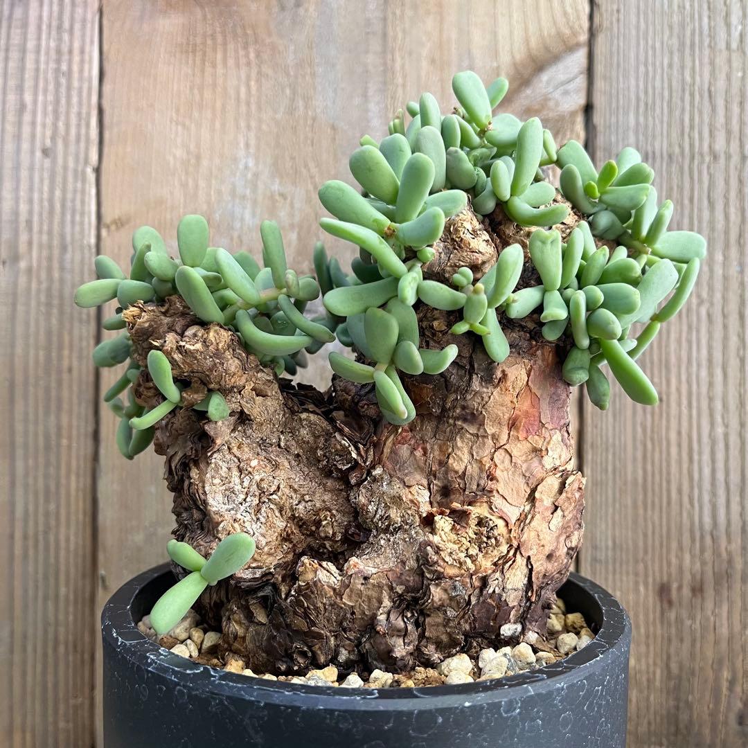 H ケラリアピグマエア 現地球 発根済み 鬼太激重塊根