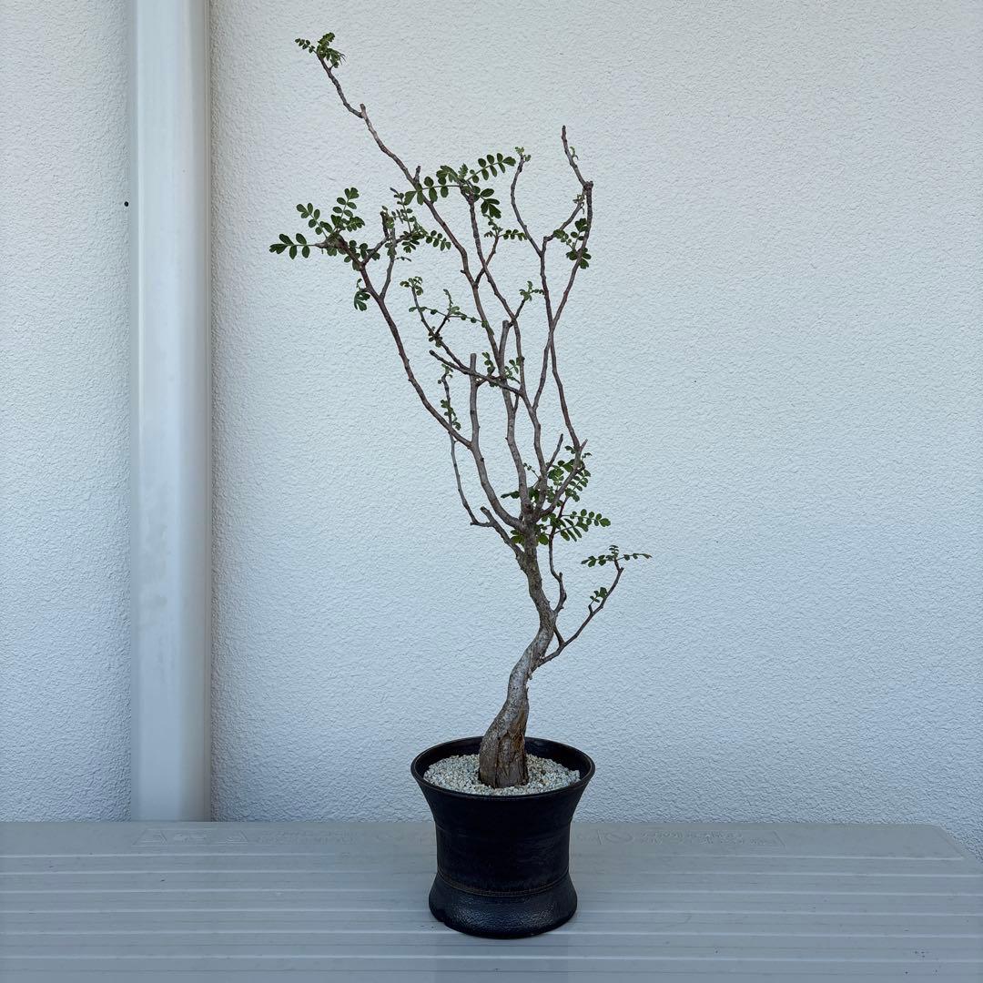 パキコルムスディスカラー　象の木