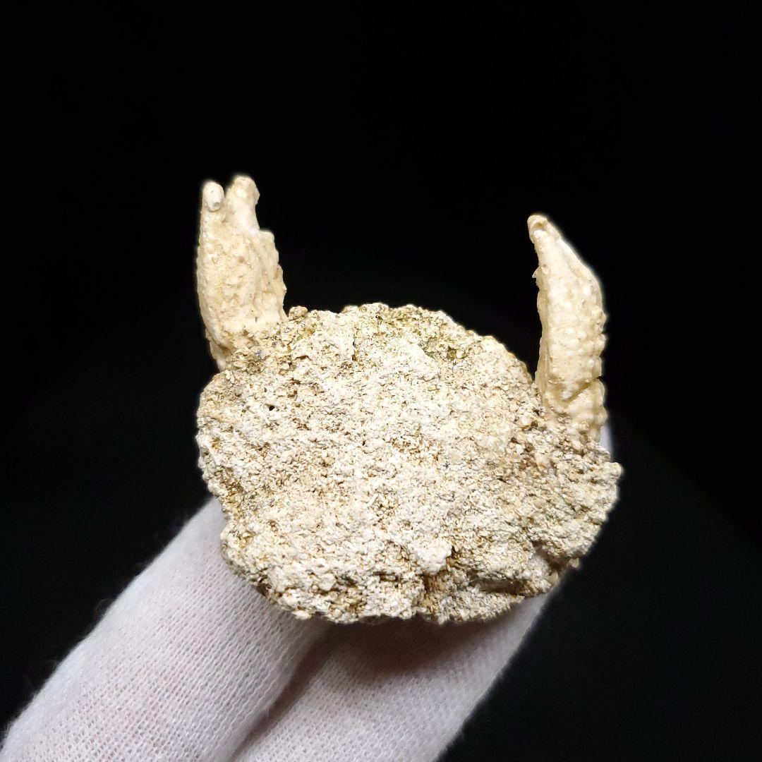 美品 カニ 歯 本物  化石 恐竜 産 42.87mm fcr1