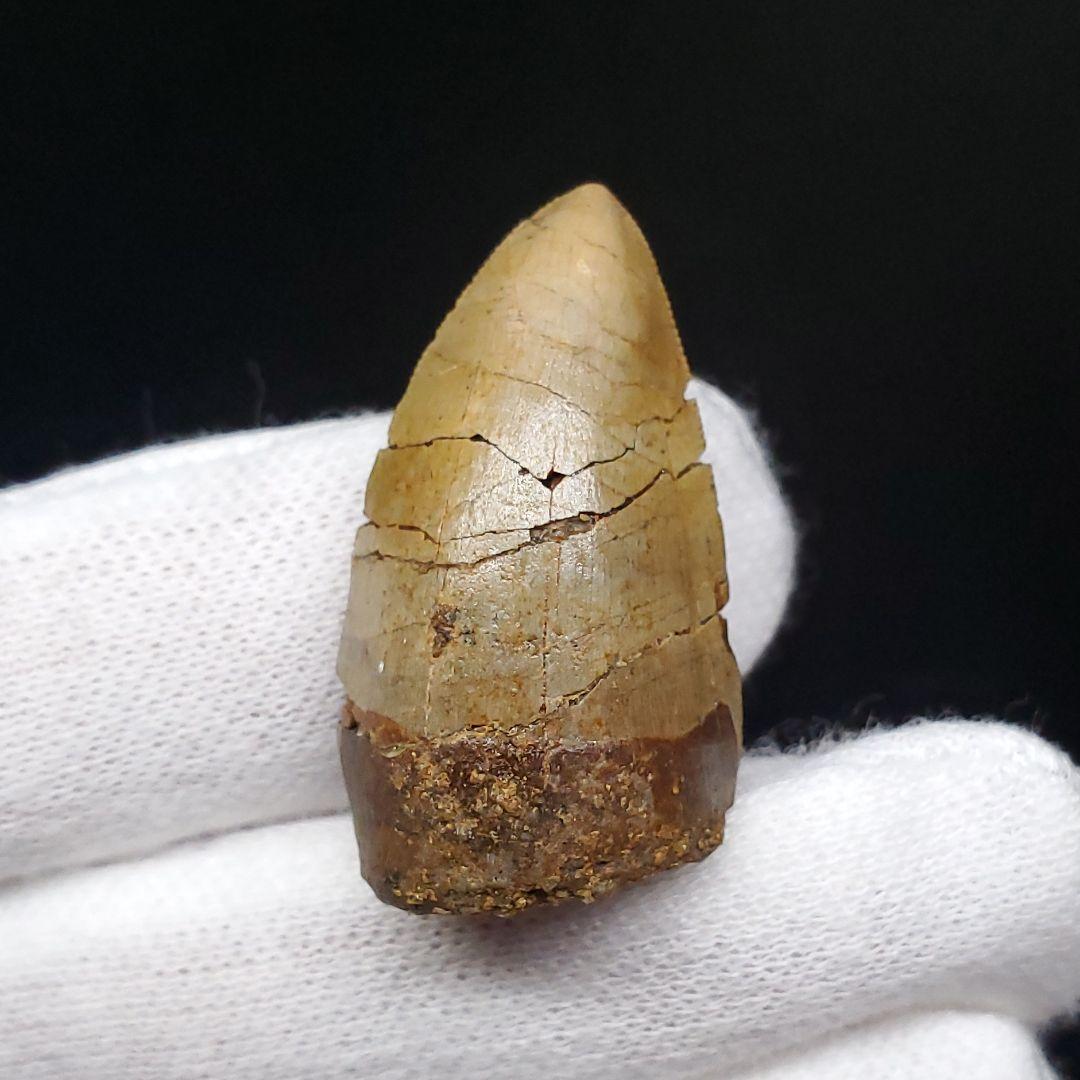 博物館級 メガロサウルス 恐竜 歯 化石 本物 29.36mm fr69