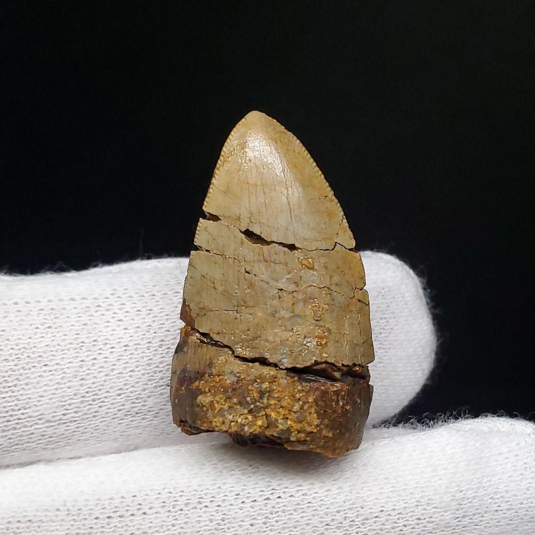 博物館級 メガロサウルス 恐竜 歯 化石 本物 29.36mm fr69