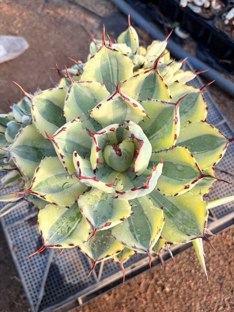 アガベ　スーパークラウン　5子株付き