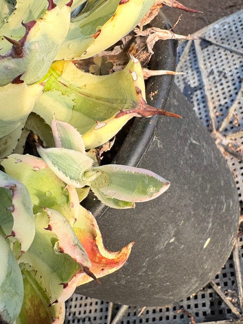 アガベ　スーパークラウン　5子株付き