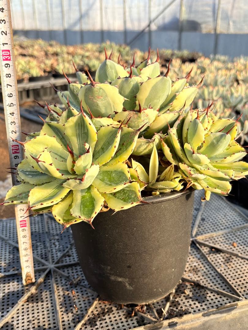 アガベ　スーパークラウン　5子株付き