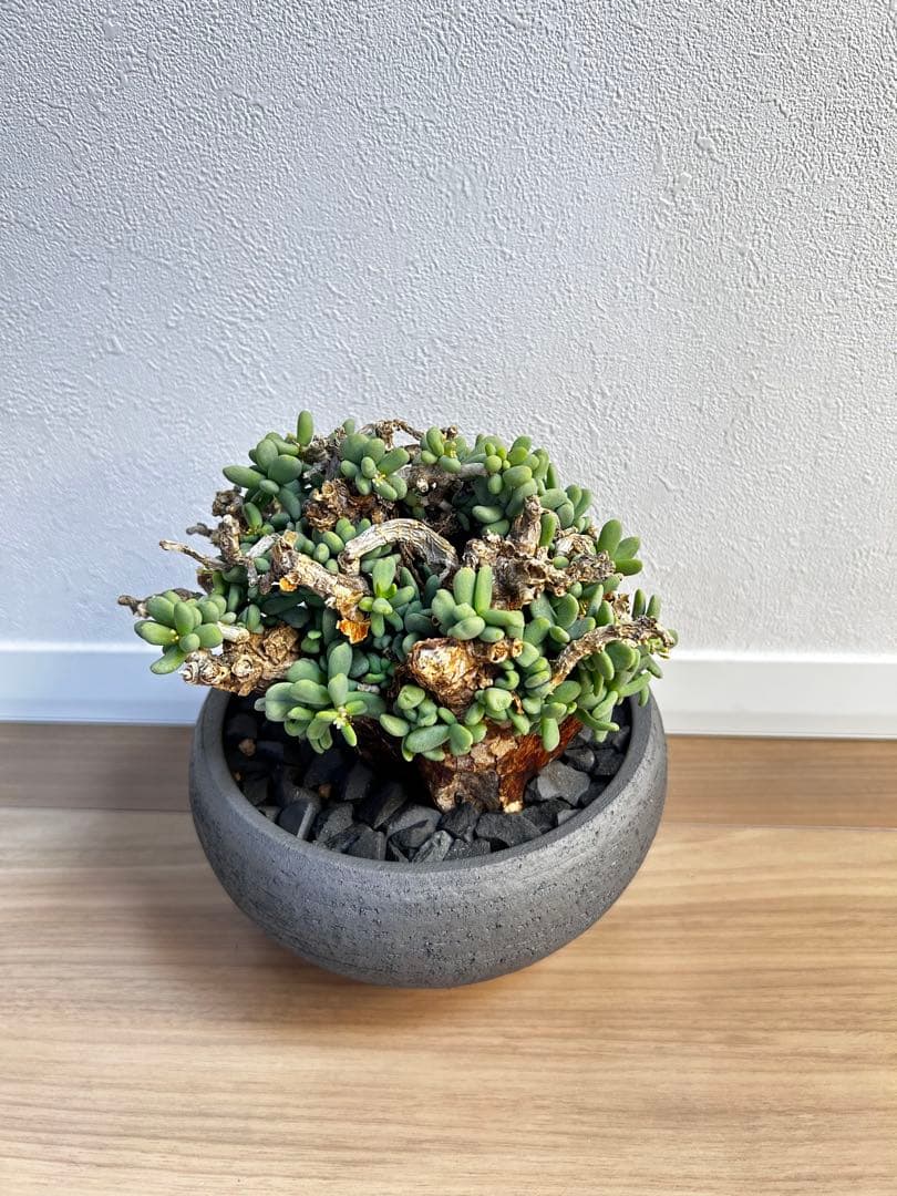 【大株】ケラリア ピグマエア　雄株