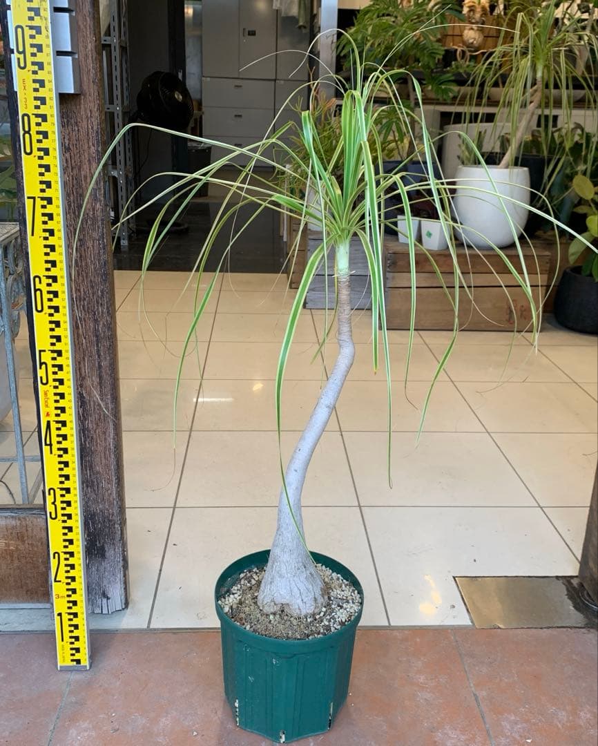 希少 斑入 トックリラン ノリナ ポニーテール 1