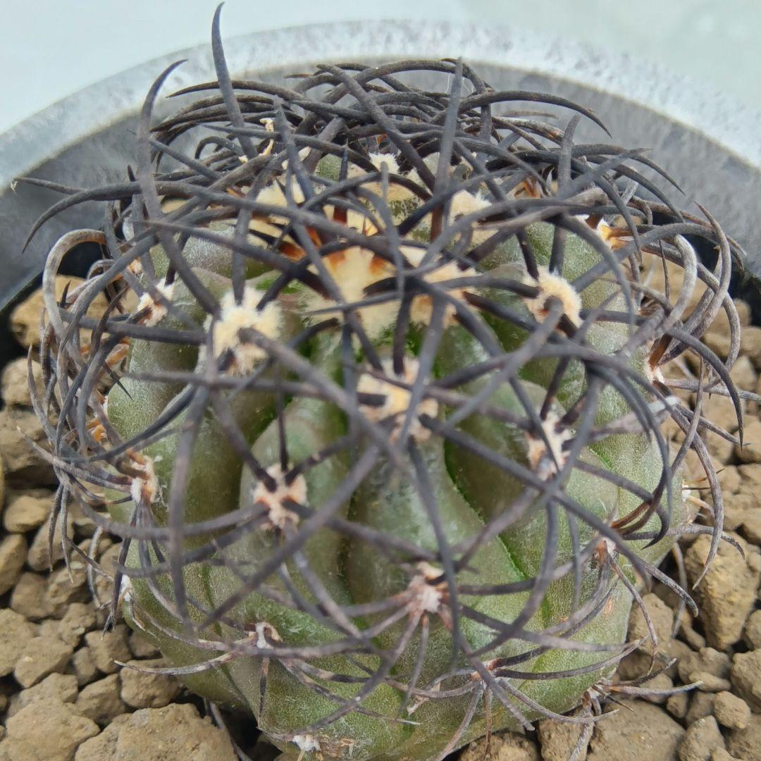 【自根】グリセオビオラセア①栗星玉 国内繁殖強刺苗 コピアポア（黒王丸孤竜丸）