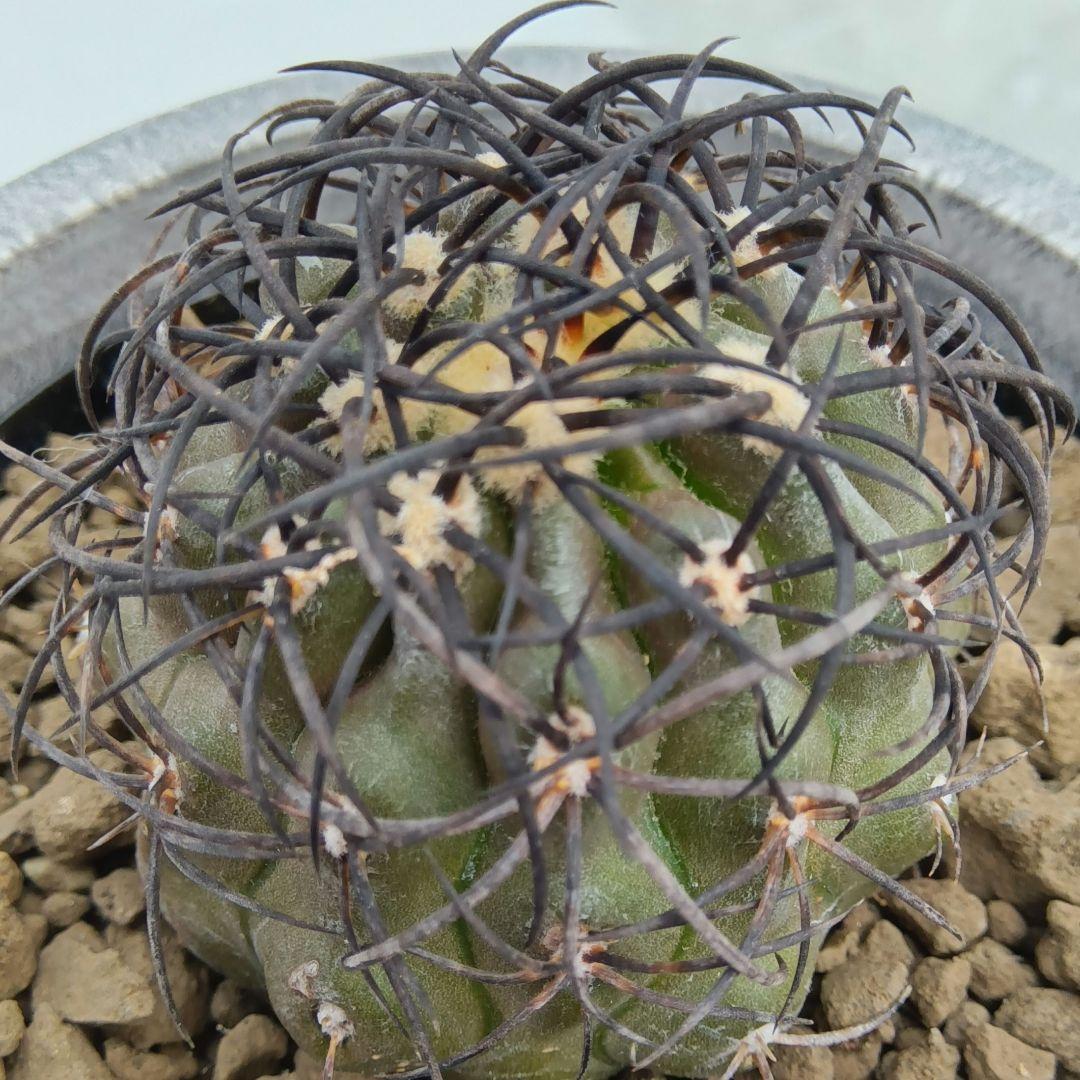 【自根】グリセオビオラセア①栗星玉 国内繁殖強刺苗 コピアポア（黒王丸孤竜丸）