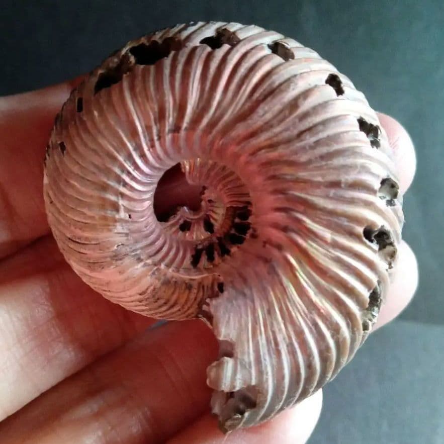 化石　骨格　アンモナイト　50mm　極美麗標本