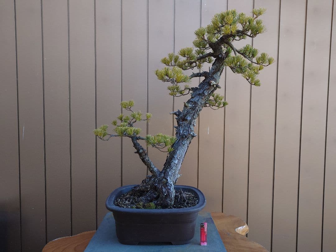 盆栽　五葉松　樹高72cm