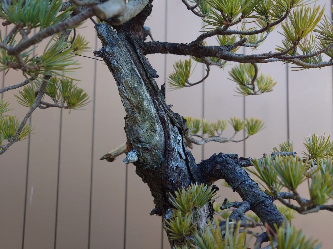 盆栽　五葉松　樹高72cm