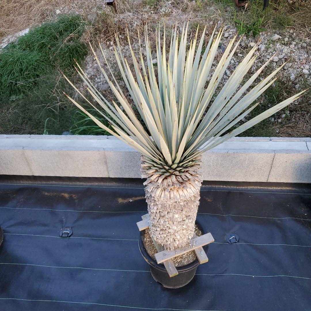 ユッカ　マルデヌベス　verロスト⑤