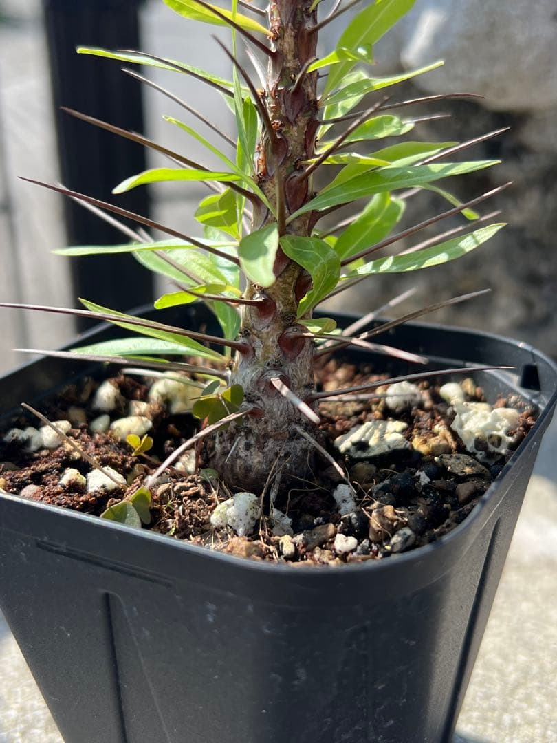 フォークイエリア　プルプシー　沖縄　実生株