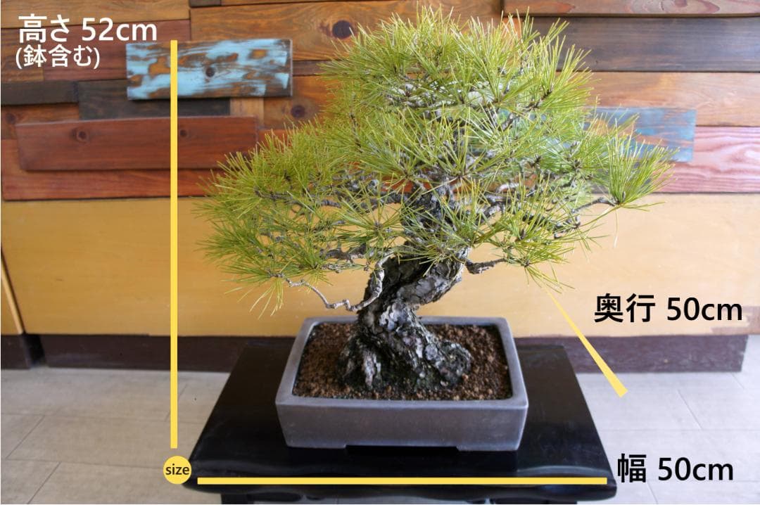 盆栽 『黒松』 インテリア 観葉植物 正月 ガーデニング 送料無料 b198