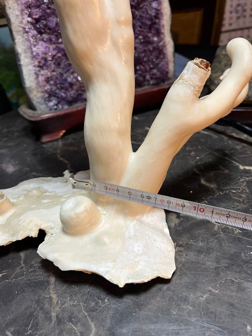 海松、深海松、白珊瑚、38センチ