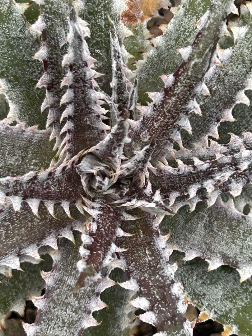DBディッキア Dyckia Bill Baker hybrid #226 ⑵