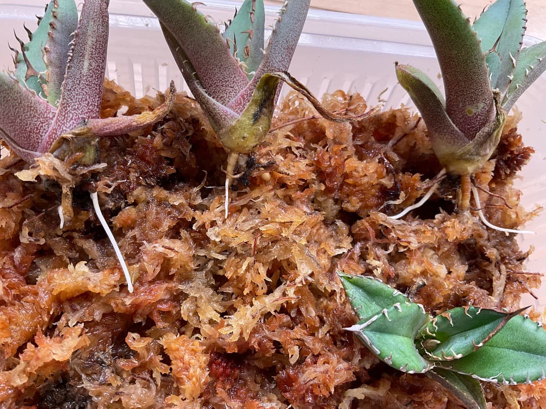 ひこきな　アガベ