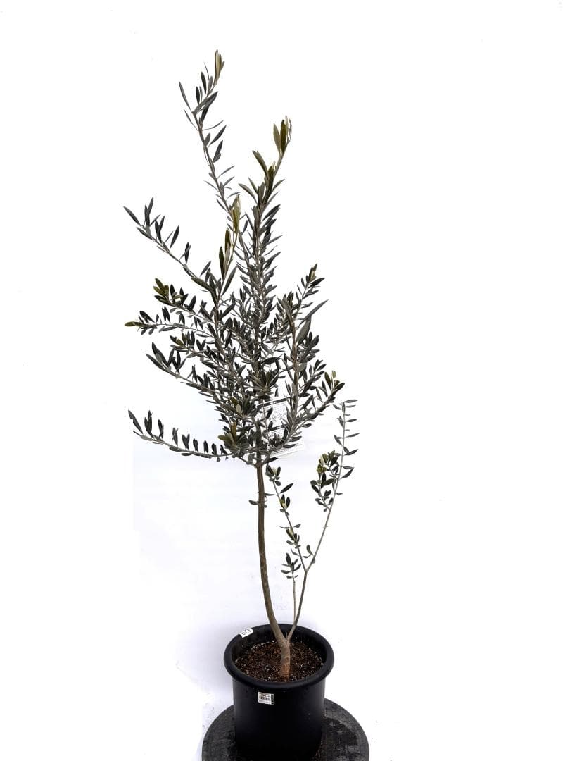 オリーブの木　バロウニ　8号　約110cm　K-329　希少品種　現品掲載