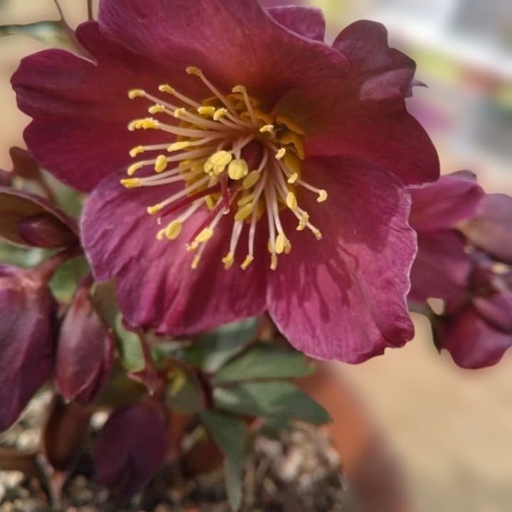 童仙房、氷の薔薇。アーリーレッド。紫色のヘレボルス 中型テラコッタ鉢 親株。