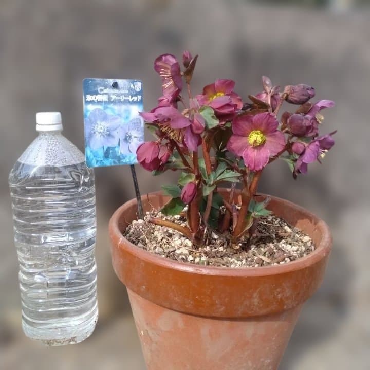 童仙房、氷の薔薇。アーリーレッド。紫色のヘレボルス 中型テラコッタ鉢 親株。
