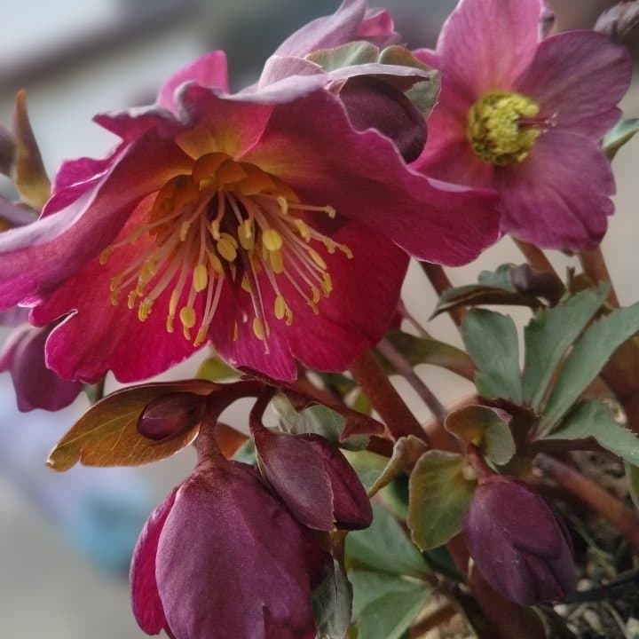 童仙房、氷の薔薇。アーリーレッド。紫色のヘレボルス 中型テラコッタ鉢 親株。