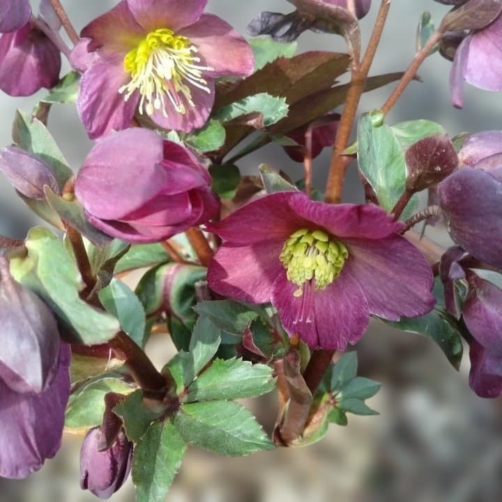 童仙房、氷の薔薇。アーリーレッド。紫色のヘレボルス 中型テラコッタ鉢 親株。