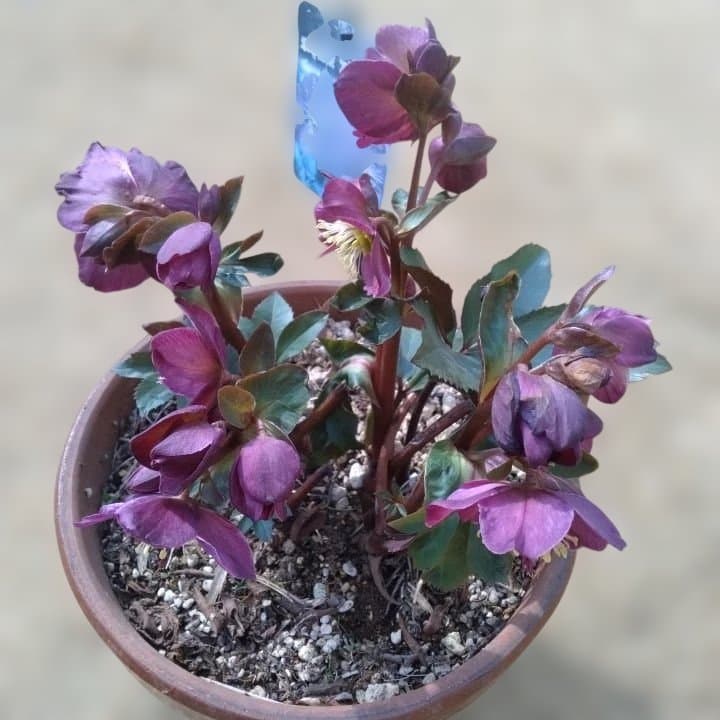 童仙房、氷の薔薇。アーリーレッド。紫色のヘレボルス 中型テラコッタ鉢 親株。