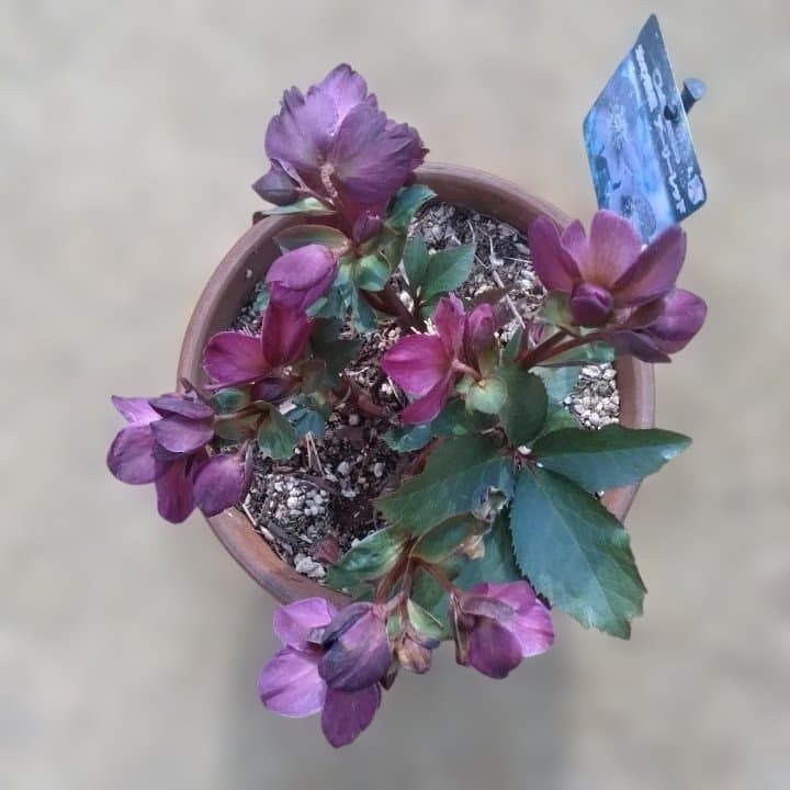 童仙房、氷の薔薇。アーリーレッド。紫色のヘレボルス 中型テラコッタ鉢 親株。