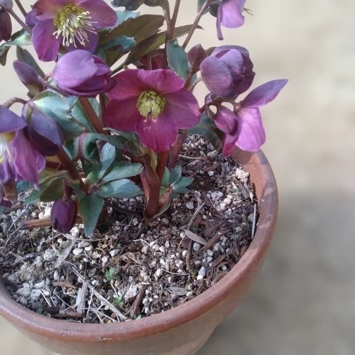 童仙房、氷の薔薇。アーリーレッド。紫色のヘレボルス 中型テラコッタ鉢 親株。