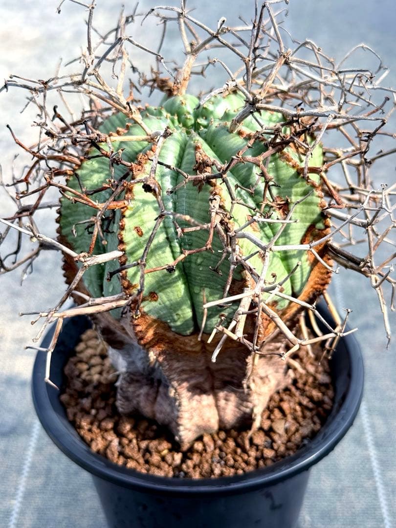 バリダ　ユーフォルビア　古株　ホリダ　オベサ