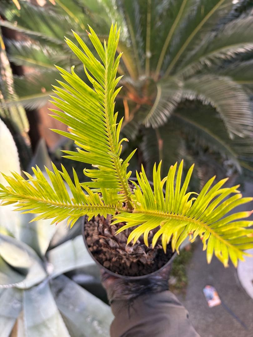 耐寒性強！ソテツ斑入り◇錦ドライガーデン　アガベ ユッカ　ヤシ　アロエ　ドラセナ