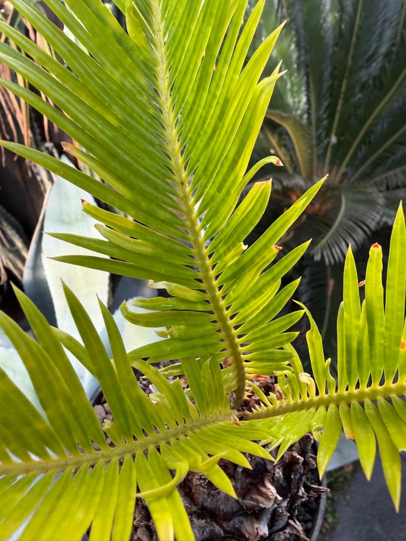 耐寒性強！ソテツ斑入り◇錦ドライガーデン　アガベ ユッカ　ヤシ　アロエ　ドラセナ