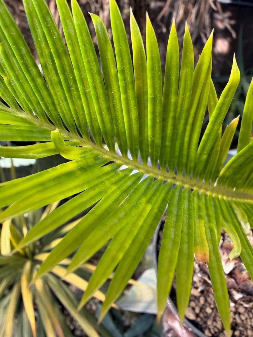 耐寒性強！ソテツ斑入り◇錦ドライガーデン　アガベ ユッカ　ヤシ　アロエ　ドラセナ