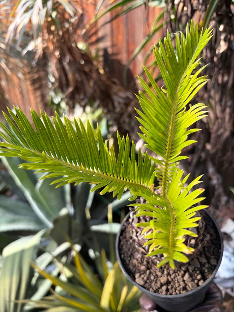 耐寒性強！ソテツ斑入り◇錦ドライガーデン　アガベ ユッカ　ヤシ　アロエ　ドラセナ