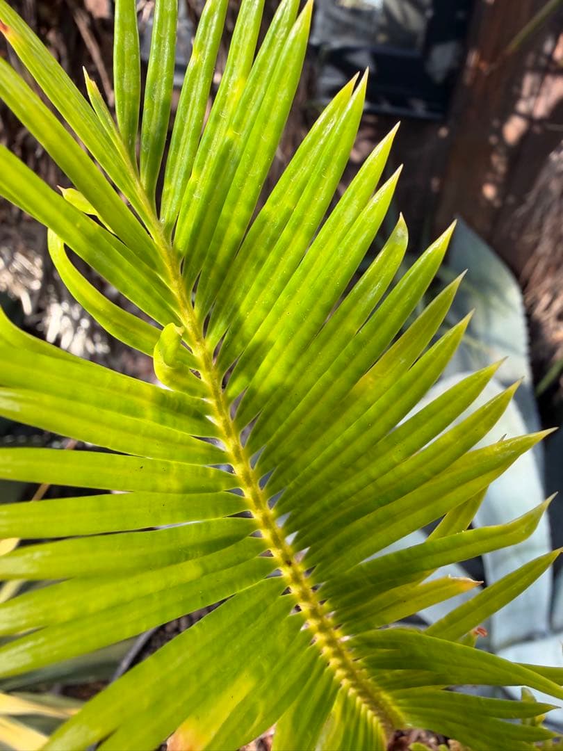 耐寒性強！ソテツ斑入り◇錦ドライガーデン　アガベ ユッカ　ヤシ　アロエ　ドラセナ