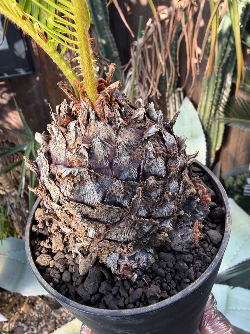 耐寒性強！ソテツ斑入り◇錦ドライガーデン　アガベ ユッカ　ヤシ　アロエ　ドラセナ