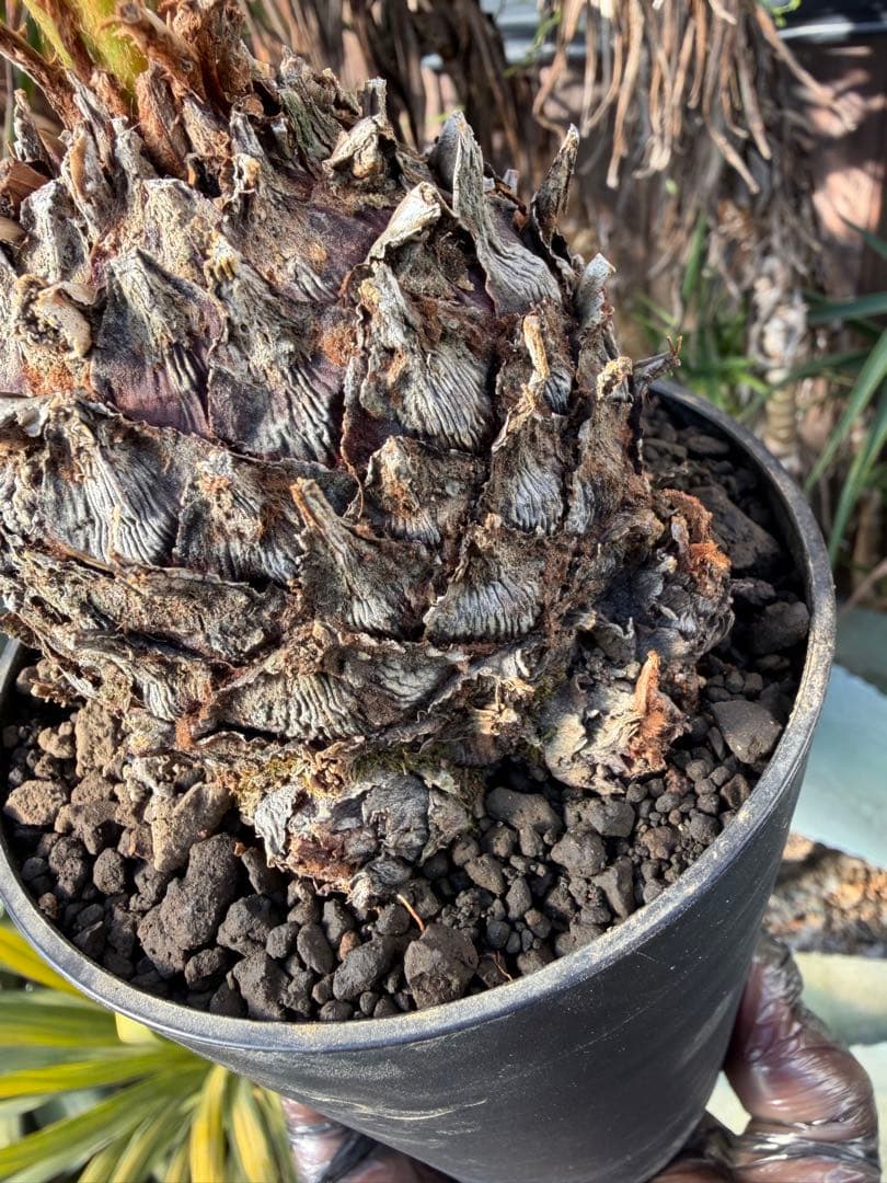 耐寒性強！ソテツ斑入り◇錦ドライガーデン　アガベ ユッカ　ヤシ　アロエ　ドラセナ