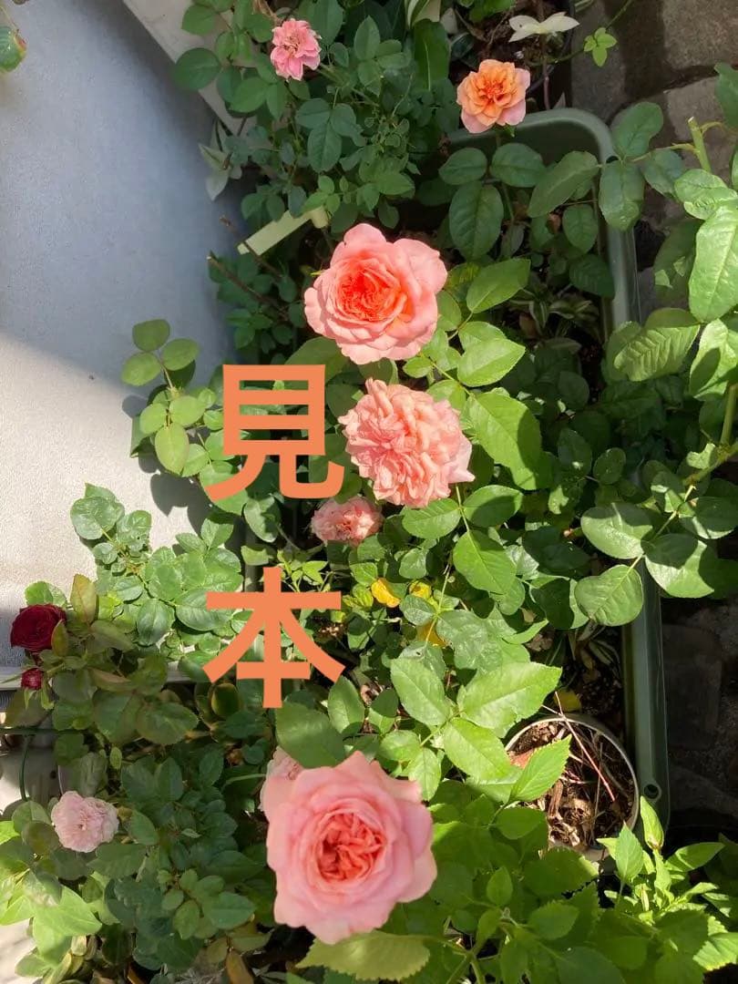 希少　薔薇苗　バラ苗　ロンドン。。。2年　1鉢