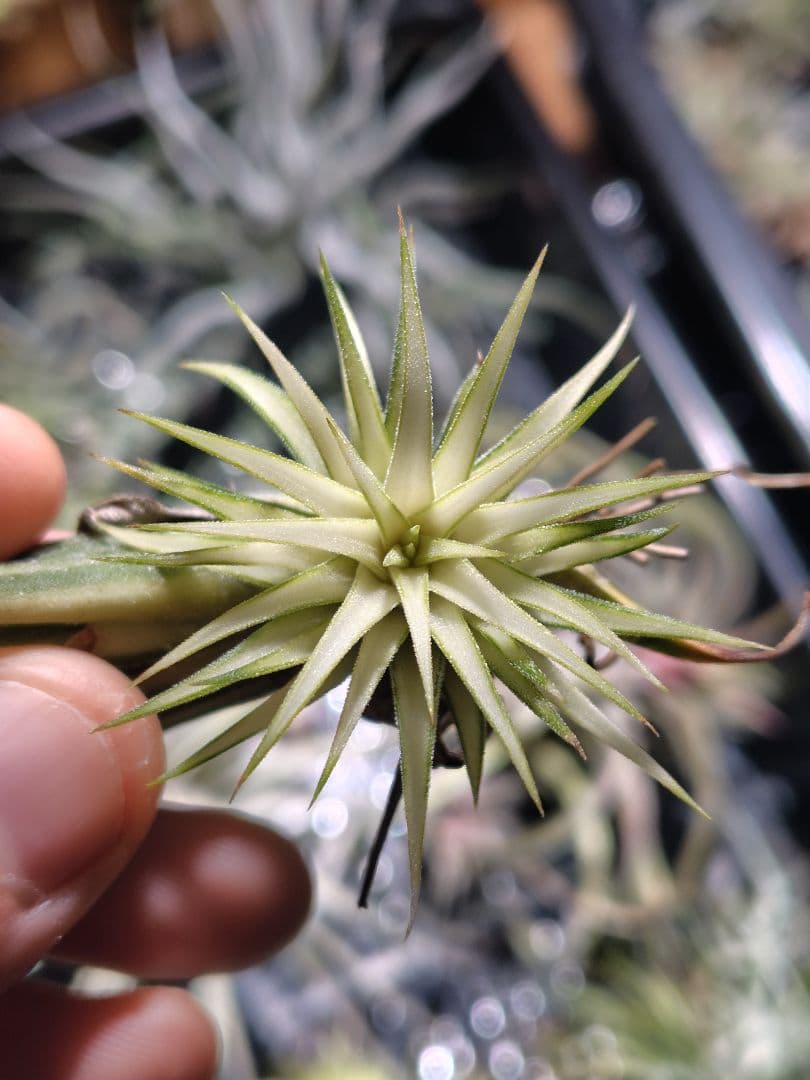 イオナンタ メディオピクタ