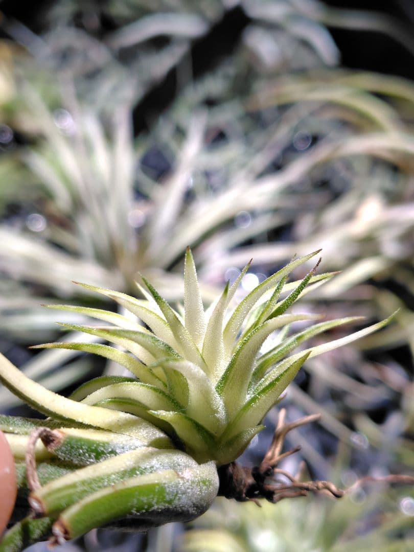 イオナンタ メディオピクタ