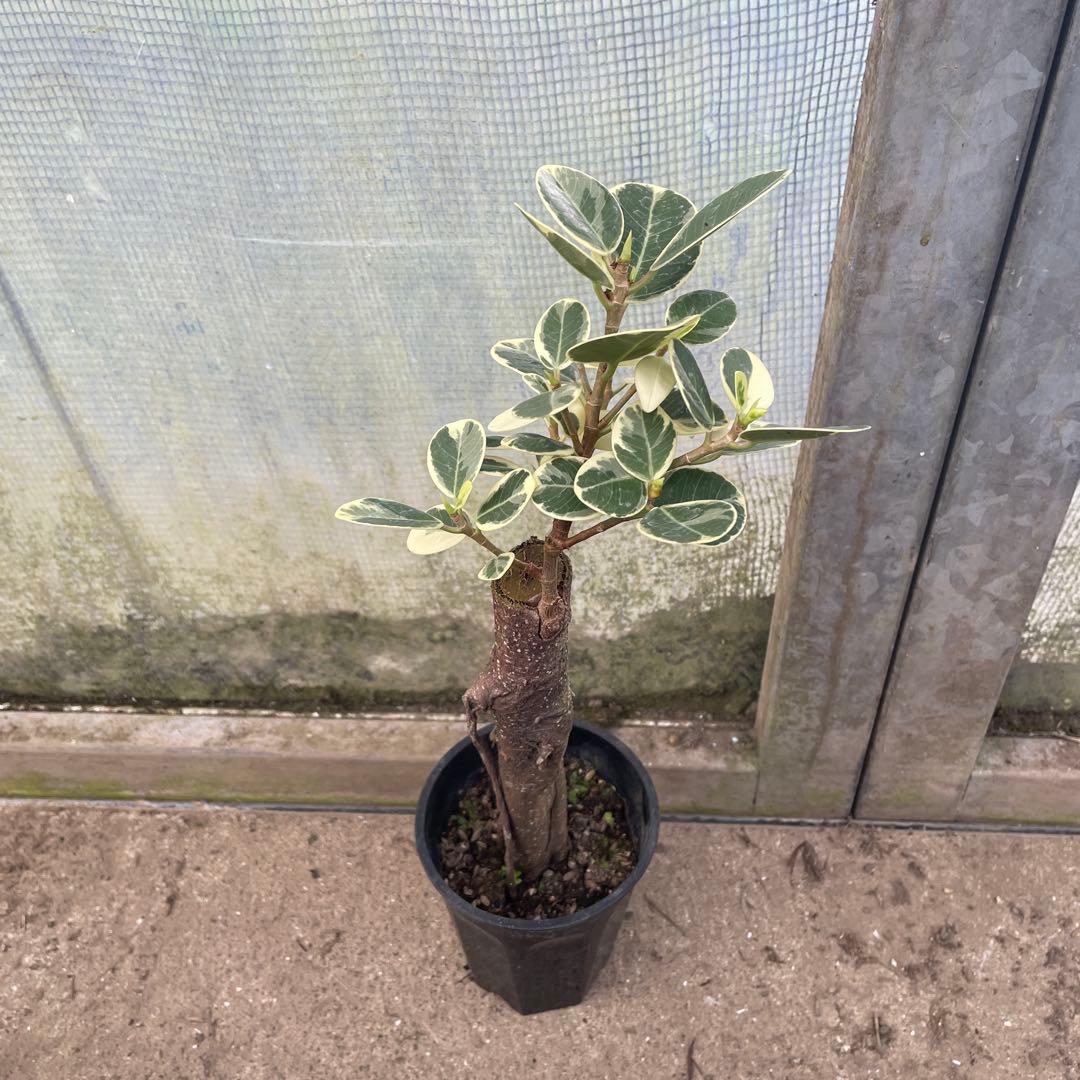 パンダガジュマル　斑入り　希少　3.５号