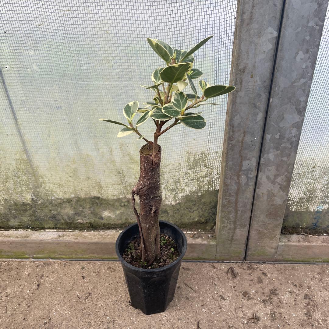 パンダガジュマル　斑入り　希少　3.５号