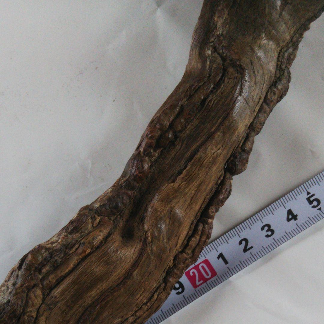 2025年巳年、肥松縁起物置物