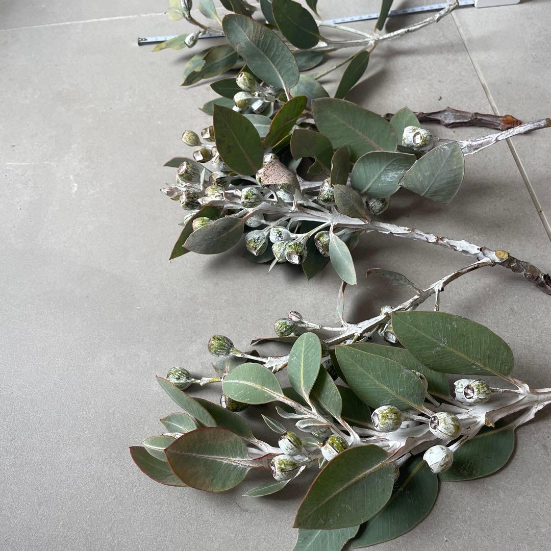 3.テトラゴナナッツ　フレッシュ生花　ユーカリ