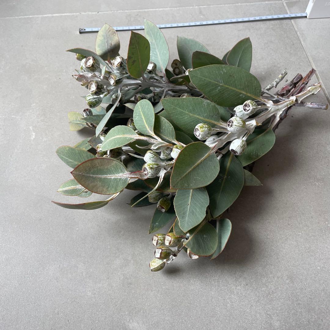 3.テトラゴナナッツ　フレッシュ生花　ユーカリ